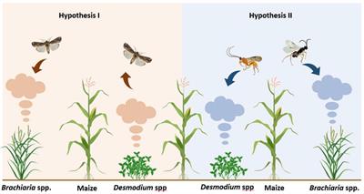 Bioactive Volatiles From Push-Pull Companion Crops Repel Fall Armyworm and Attract Its Parasitoids